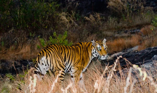 Un tigre salvaje — Foto de Stock