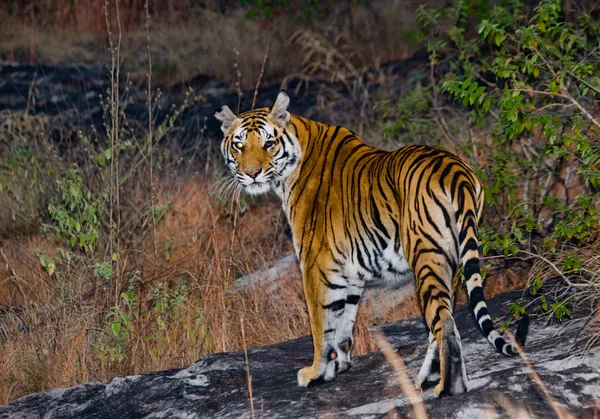 Ein wilder Tiger — Stockfoto