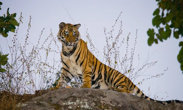 Um tigre selvagem — Fotografia de Stock