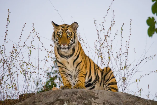 Jeden divoký tygr — Stock fotografie