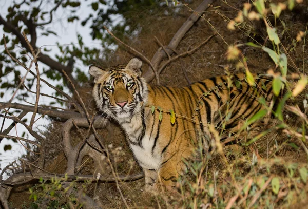 Um tigre selvagem — Fotografia de Stock