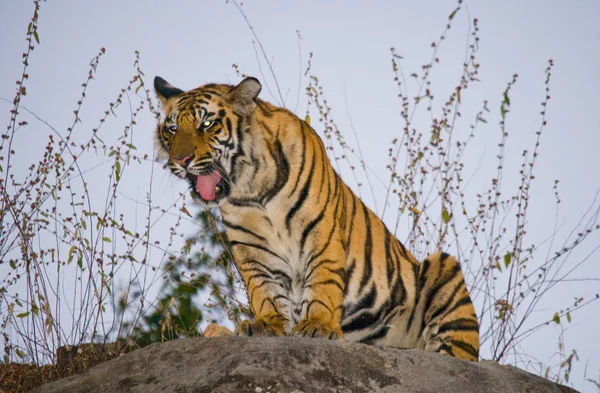 Ein wilder Tiger — Stockfoto