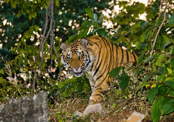 One Wild Tiger — Stock Photo, Image