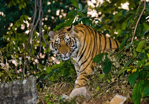 Крупним планом портрет тигра — стокове фото