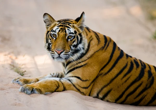 Close up retrato de um tigre — Fotografia de Stock