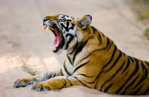 Close up  Portrait of a tiger — Stock Photo, Image