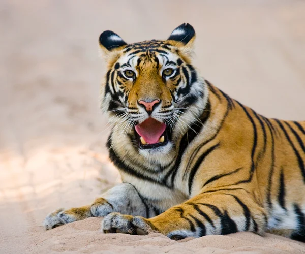 Close up  Portrait of a tiger — Stock Photo, Image