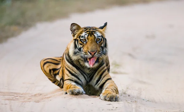 Portrait of a tiger lying in road — Stock Photo, Image