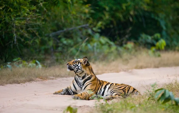 Yolda yatan bir tiger portresi — Stok fotoğraf