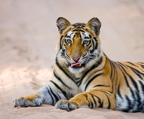 Primer plano retrato de un tigre —  Fotos de Stock