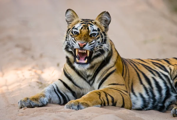 Portrait of a tiger lying in road — Stock Photo, Image