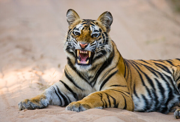 Portrait of a tiger lying in road