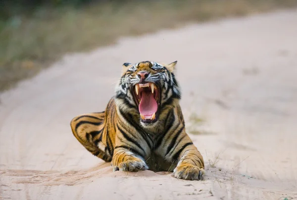 Portret Tygrys leżący w drodze — Zdjęcie stockowe
