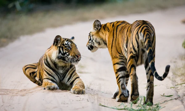 Tigres selvagens na estrada — Fotografia de Stock