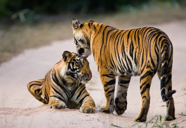 Диких тигрів на дорозі — стокове фото