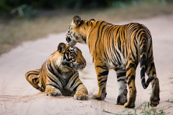 Tigres selvagens na estrada — Fotografia de Stock