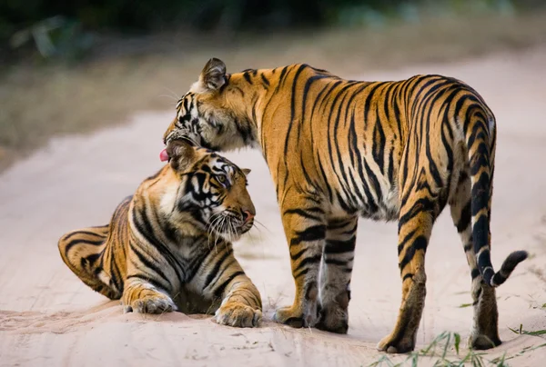 Tigres selvagens na estrada — Fotografia de Stock