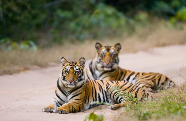 Tigres selvagens na estrada — Fotografia de Stock