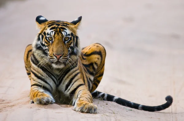 Portrait of a tiger lying in road — Stock Photo, Image