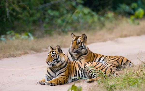 Tigres selvagens na estrada — Fotografia de Stock