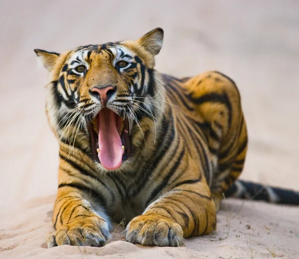 Nahaufnahme Porträt eines Tigers — Stockfoto