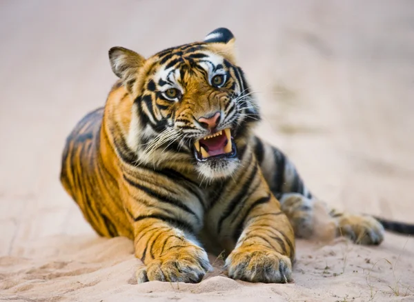 Primer plano retrato de un tigre — Foto de Stock