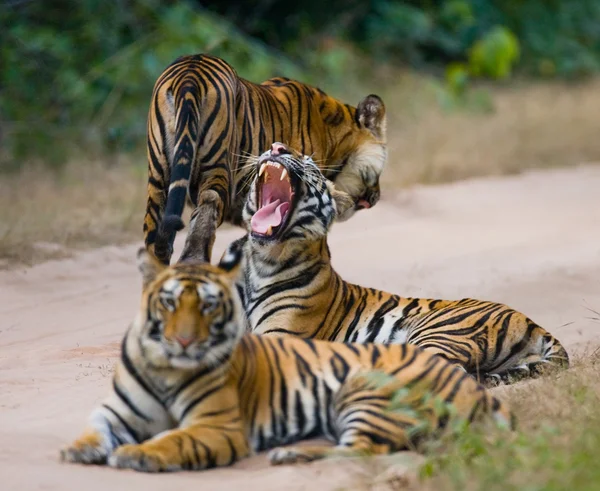 Tigres selvagens na estrada — Fotografia de Stock