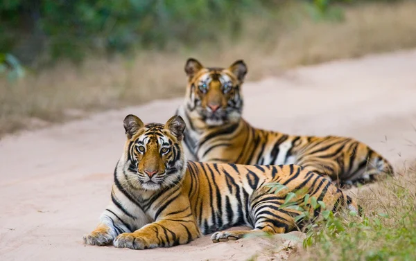 Tigres salvajes en la carretera — Foto de Stock