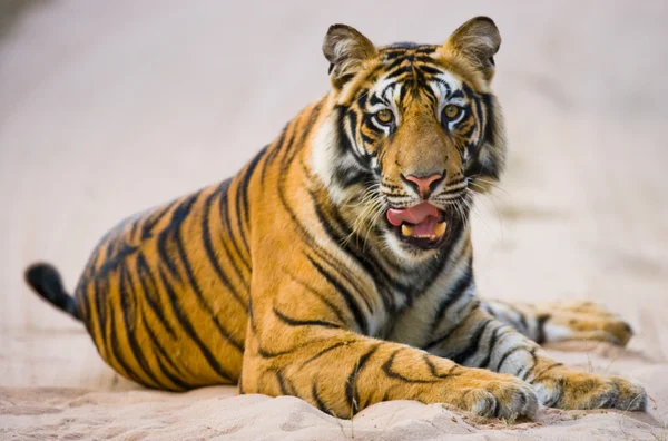 Primer plano retrato de un tigre —  Fotos de Stock