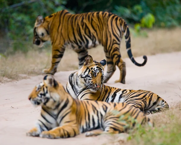 Wild Tigers on road — Stock Photo, Image