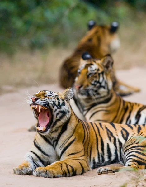 Tigres salvajes en la carretera — Foto de Stock