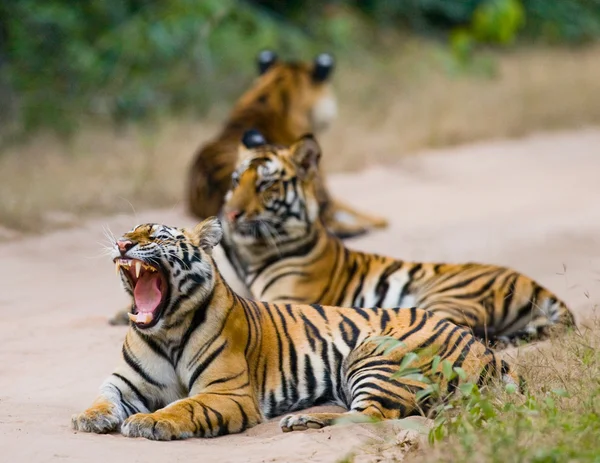 Tigres salvajes en la carretera — Foto de Stock