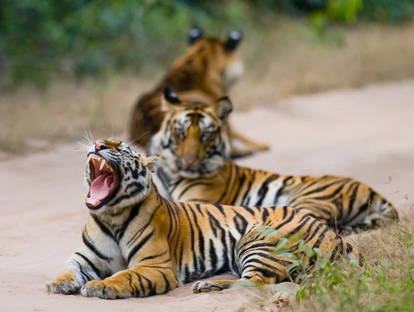 Дикие тигры на дороге — стоковое фото