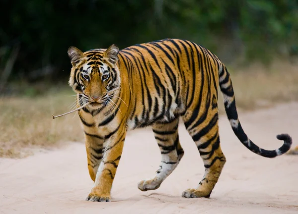 Una tigre selvatica — Foto Stock