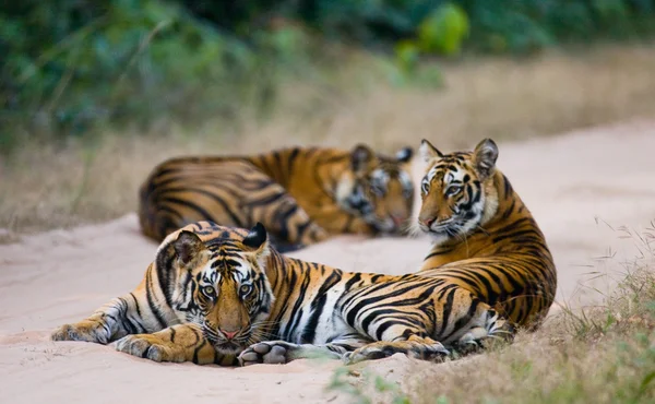 Tigres salvajes en la carretera — Foto de Stock