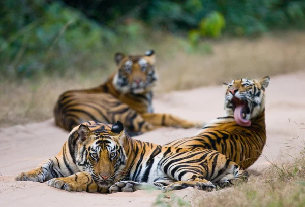 Tigres salvajes en la carretera — Foto de Stock