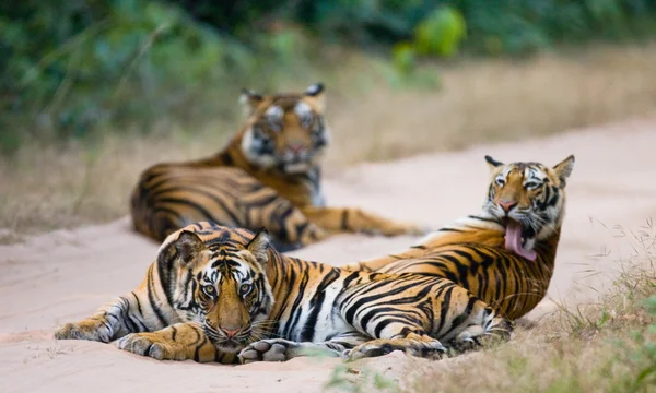 Tigres salvajes en la carretera —  Fotos de Stock