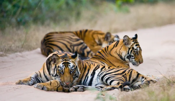 Tigres selvagens na estrada — Fotografia de Stock