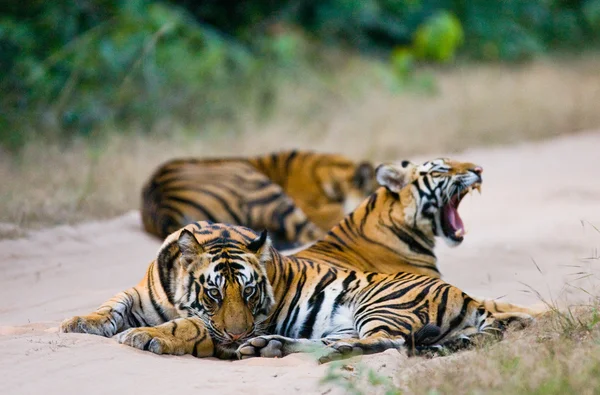 Tigres selvagens na estrada — Fotografia de Stock