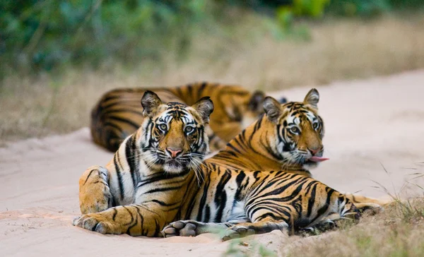 Tigres salvajes en la carretera —  Fotos de Stock