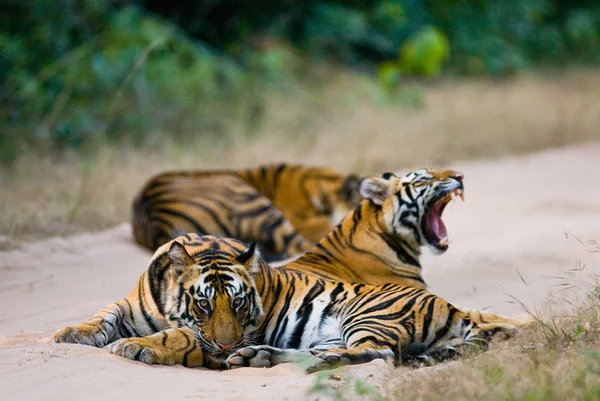 Dzikich tygrysów na drodze — Zdjęcie stockowe