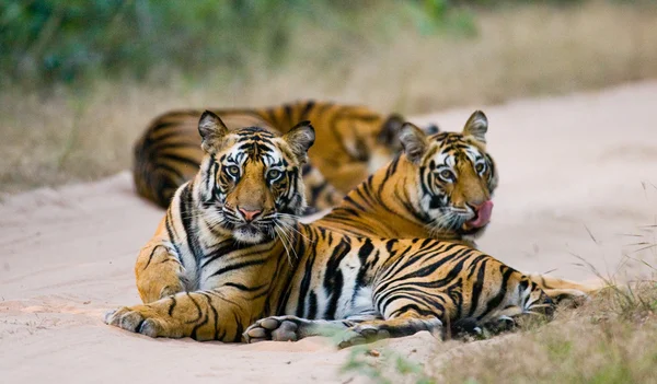 Tigres salvajes en la carretera — Foto de Stock