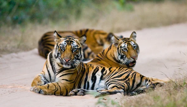 Tigres selvagens na estrada — Fotografia de Stock