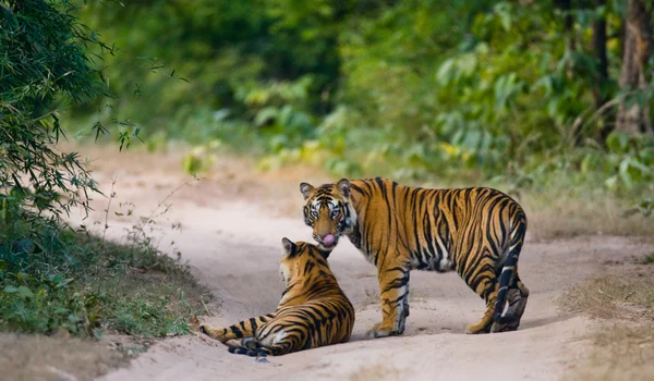 Tigre sauvage sur la route — Photo