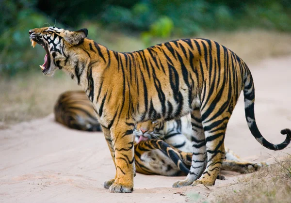 Dzikich tygrysów na drodze — Zdjęcie stockowe