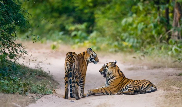 Tigres selvagens na estrada — Fotografia de Stock