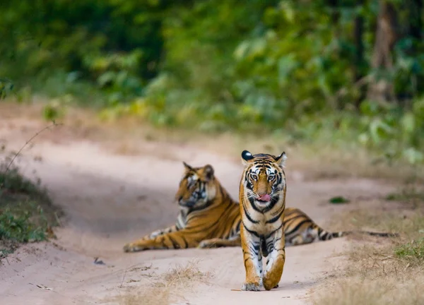 Tigres selvagens na estrada — Fotografia de Stock