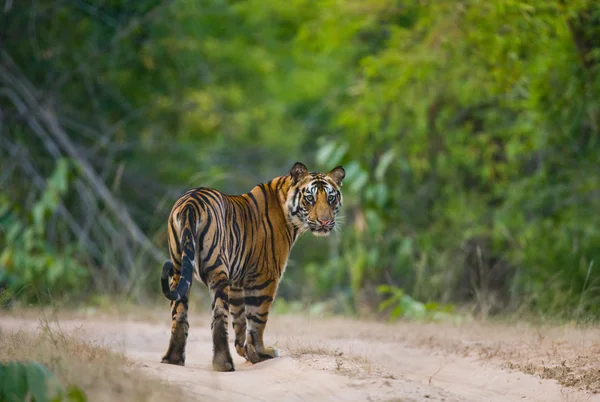 Een wilde tijger — Stockfoto