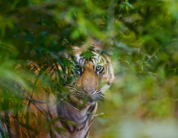 En vild Tiger — Stockfoto