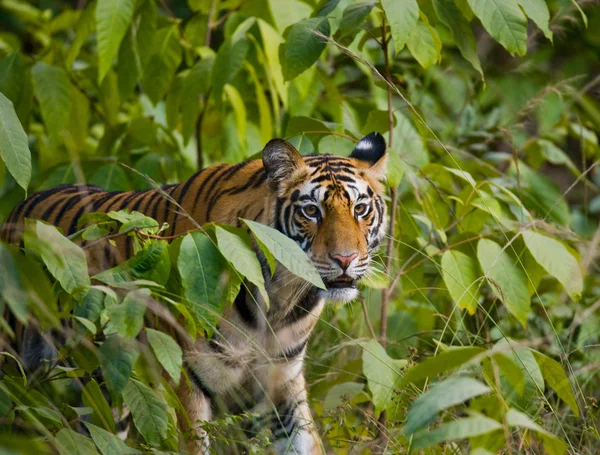 Un tigre salvaje —  Fotos de Stock